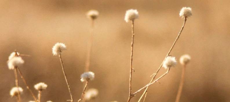 Image of white flowers