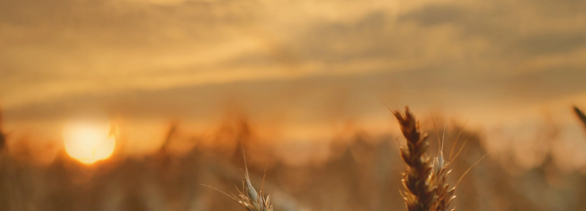 Image of a sunset in a field